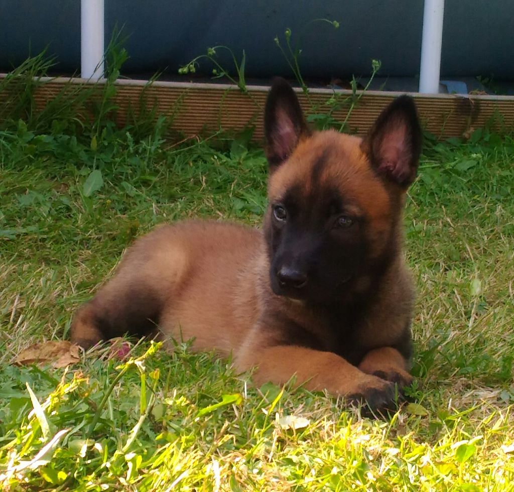 chiot Berger Belge Du Marais Au Ptit Bonheur